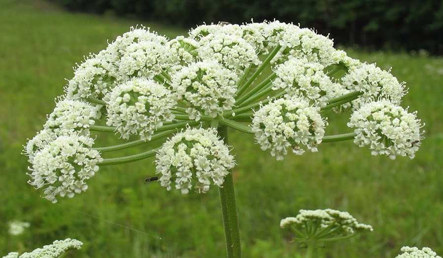 Our perfumes containing Angelica Our perfumes containing Angelica