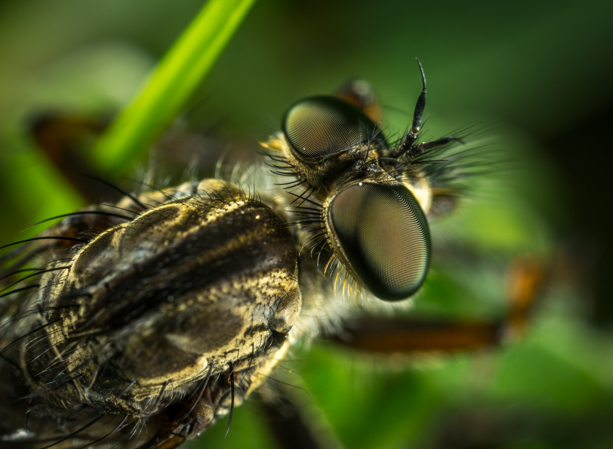 Free Images : eyes, macro photography, close up, invertebrate, pest ...