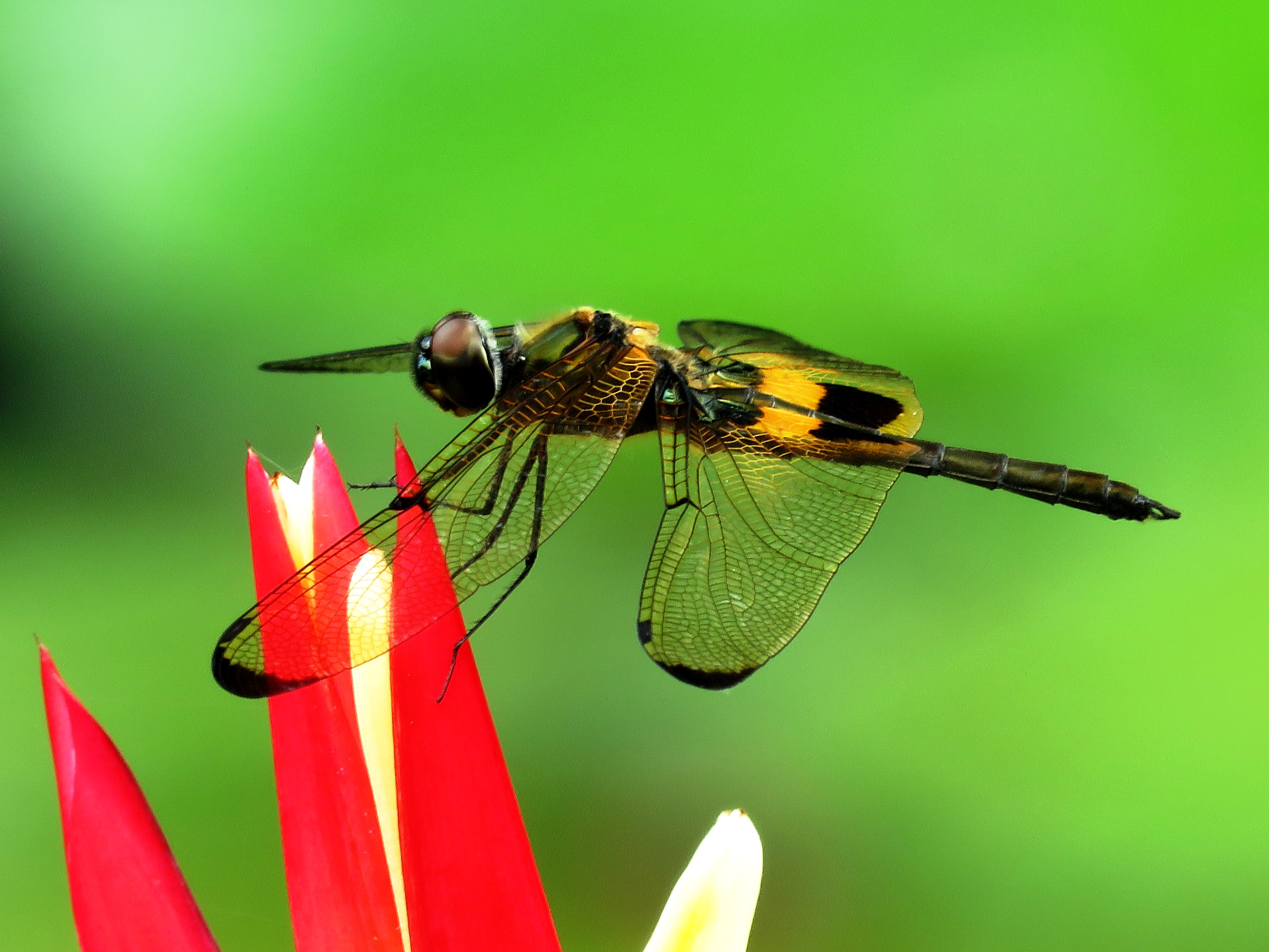 Free Images : invertebrate, dragonfly, dragonflies and damseflies ...